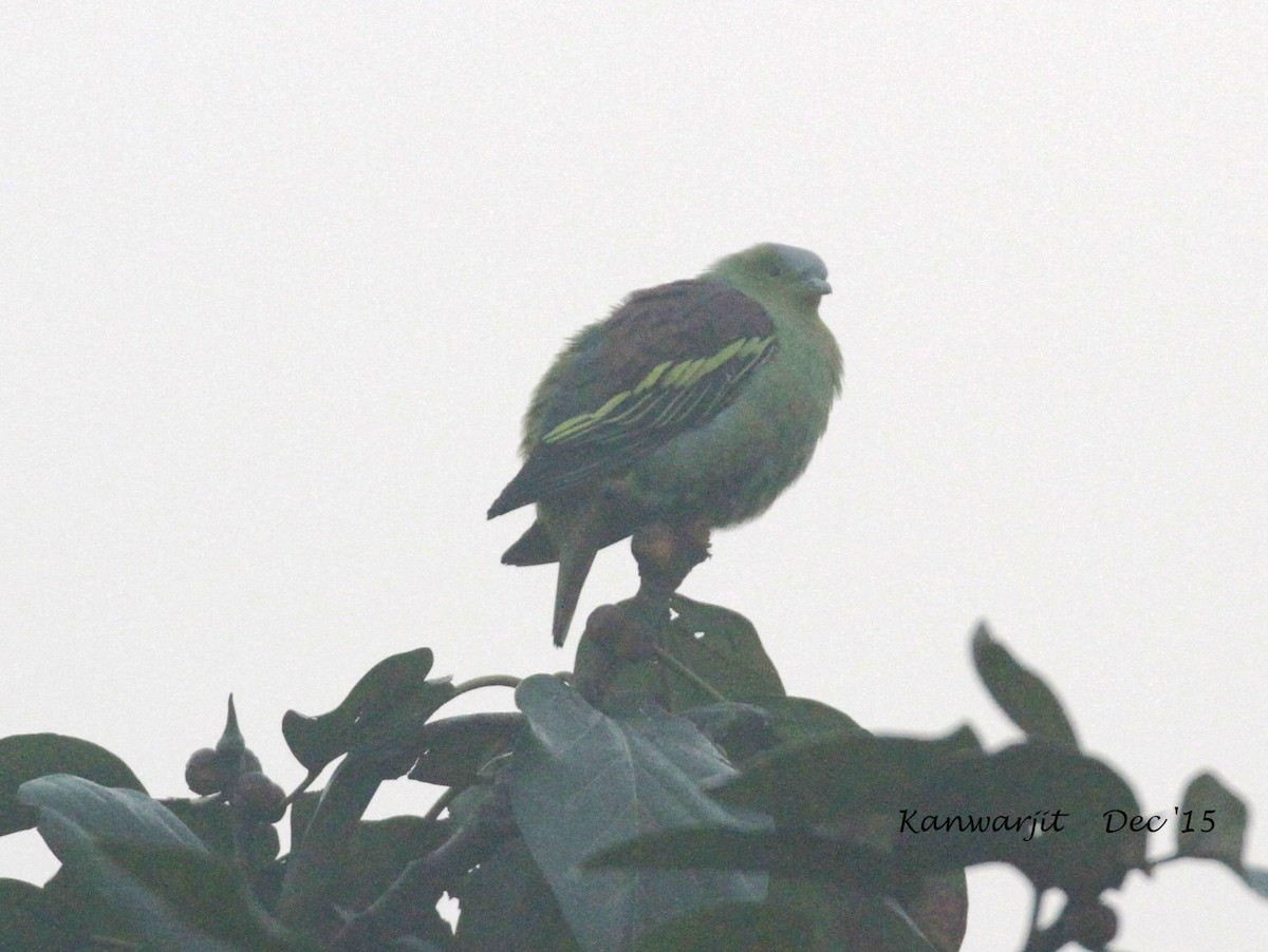 Ashy-headed Green-Pigeon - ML50891181