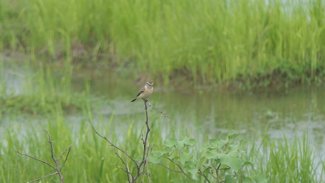 シベリアノビタキ - ML508911881