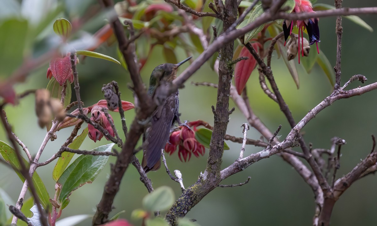 Tyrian Metaltail - ML508912011