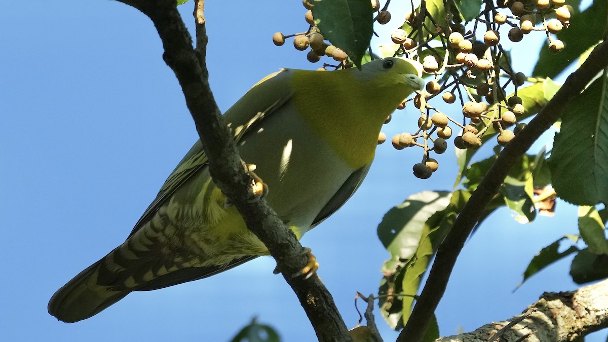 Yellow-footed Green-Pigeon - ML508913201