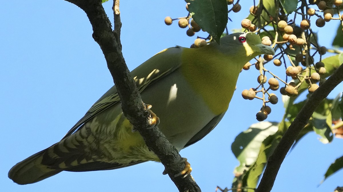 Yellow-footed Green-Pigeon - ML508913221