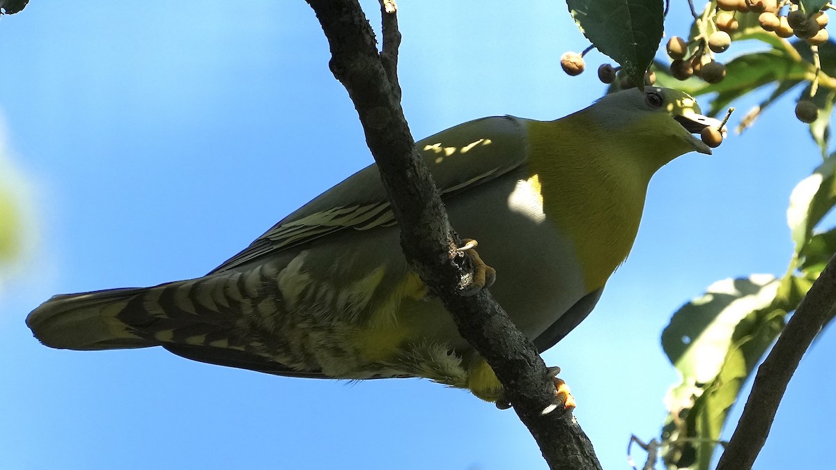 Yellow-footed Green-Pigeon - ML508913231