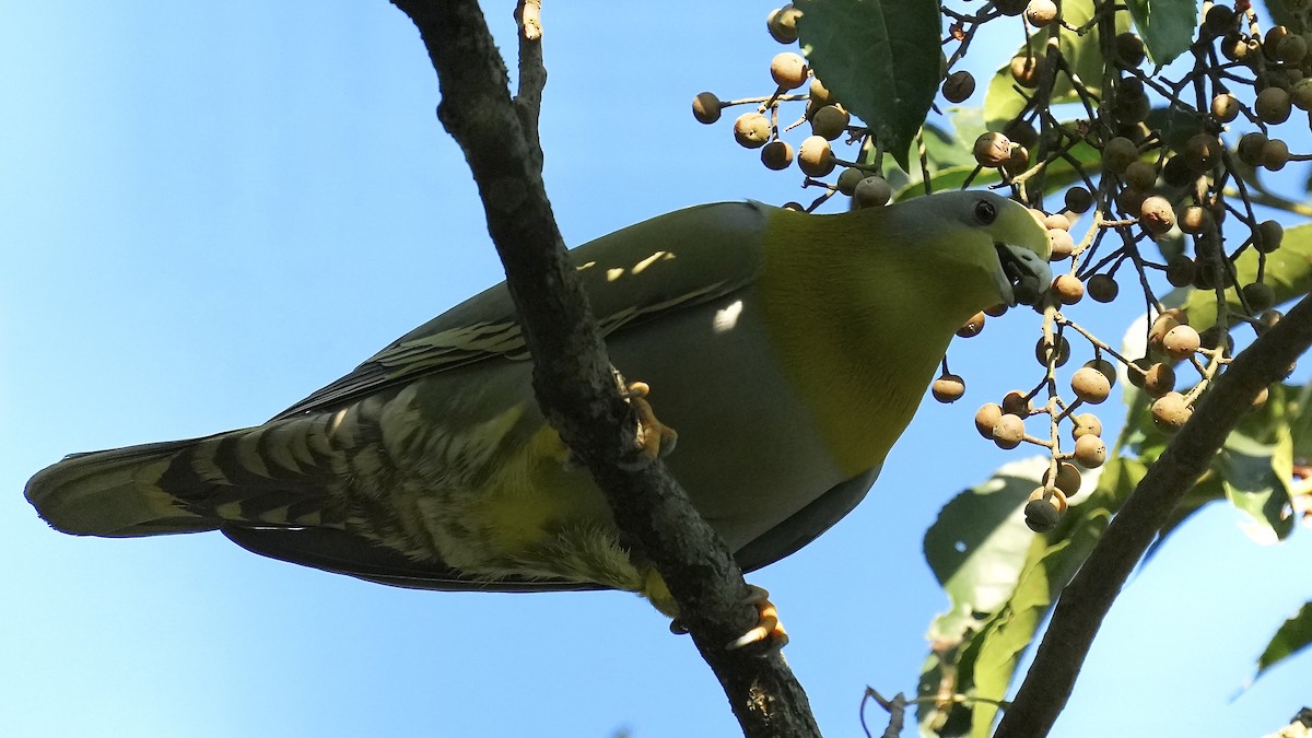Yellow-footed Green-Pigeon - ML508913251