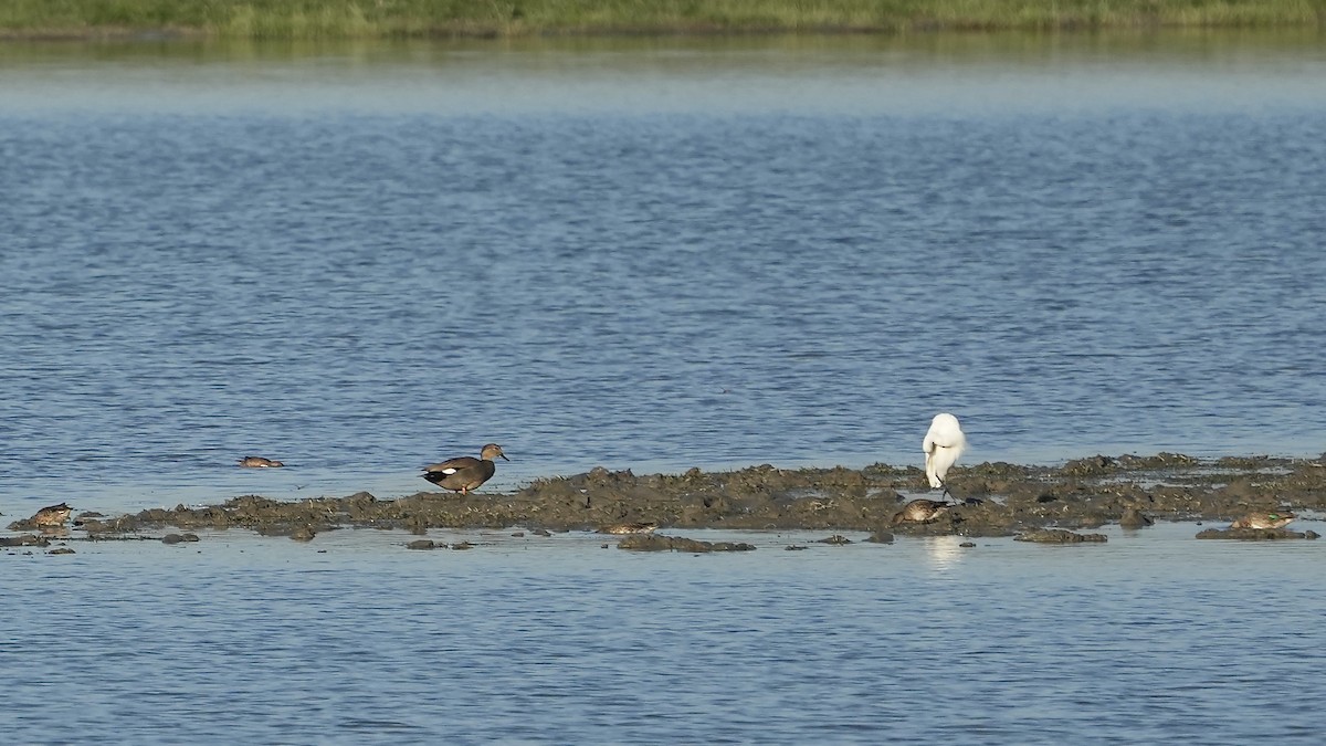 Gadwall - ML508913421