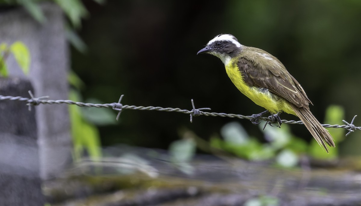 Social Flycatcher - Connor Cochrane