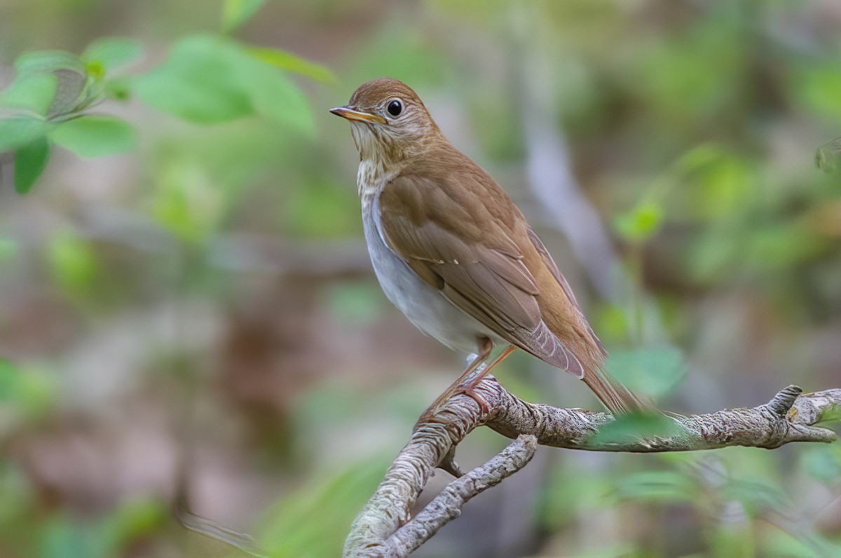 Veery - ML508915371