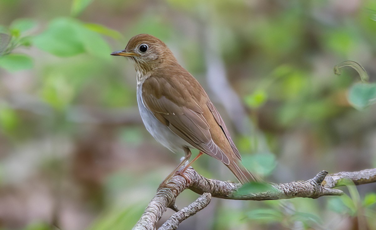 Veery - ML508915381