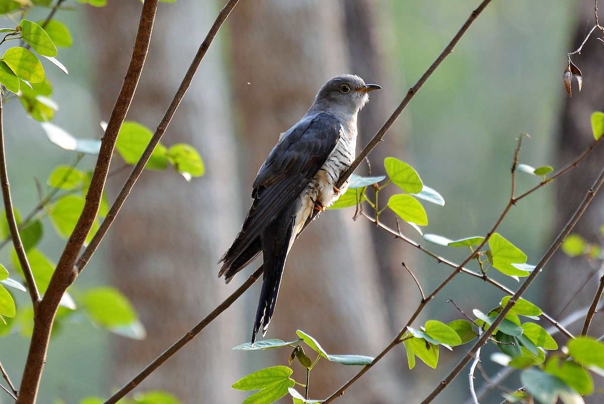 Himalayan Cuckoo - Christian Engel