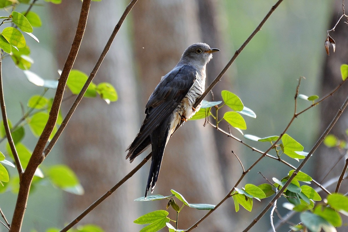 Himalayan Cuckoo - ML508915551