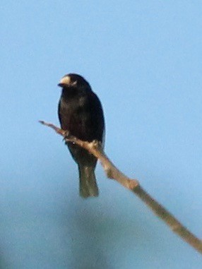 White-fronted Tit - ML50891861