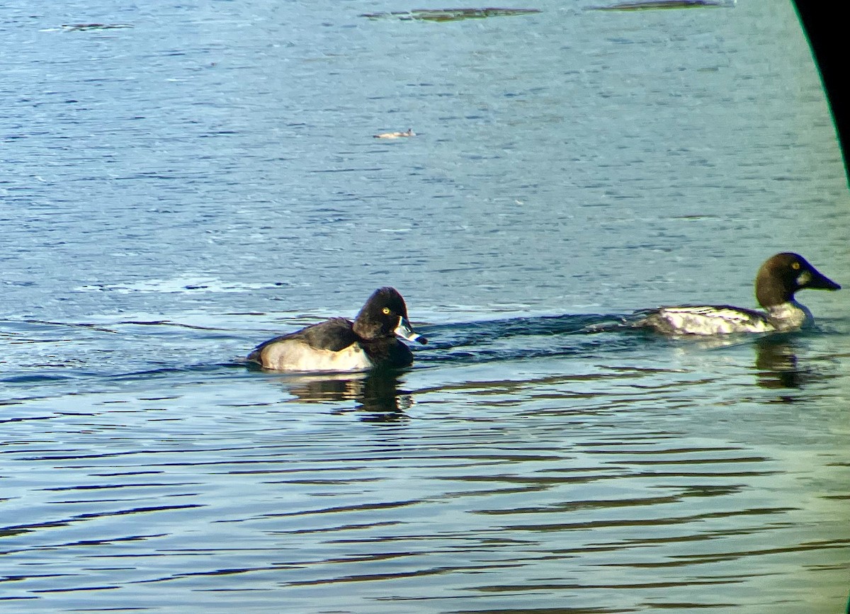 Common Goldeneye - ML508919221