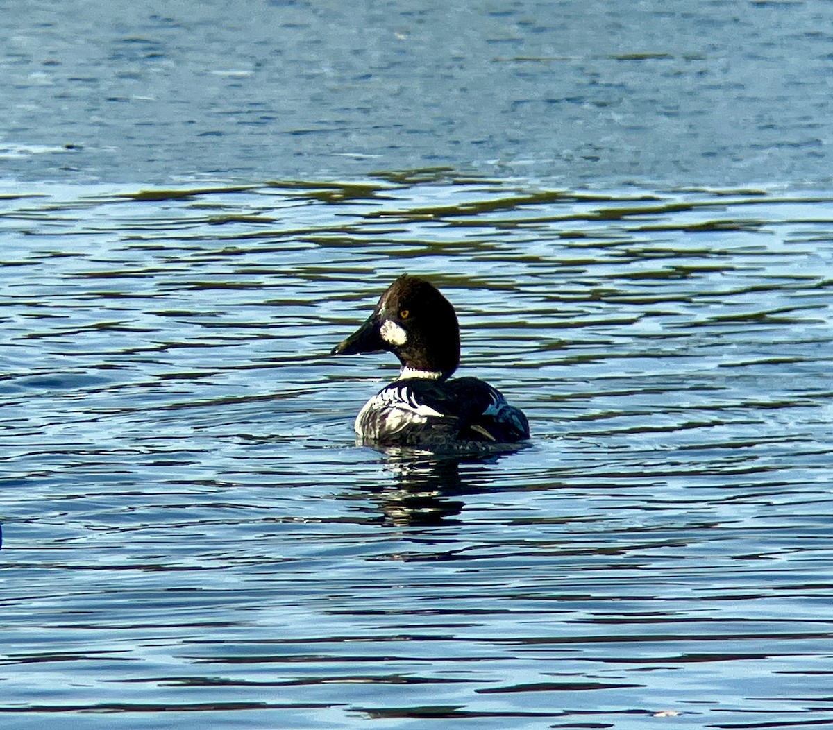 Common Goldeneye - ML508919231