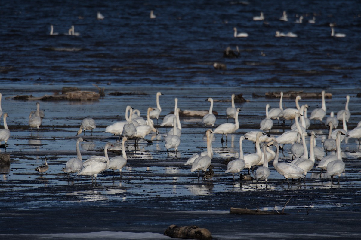 Tundra Swan - ML508920141