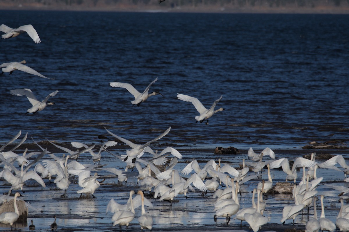 Cygne siffleur - ML508920151