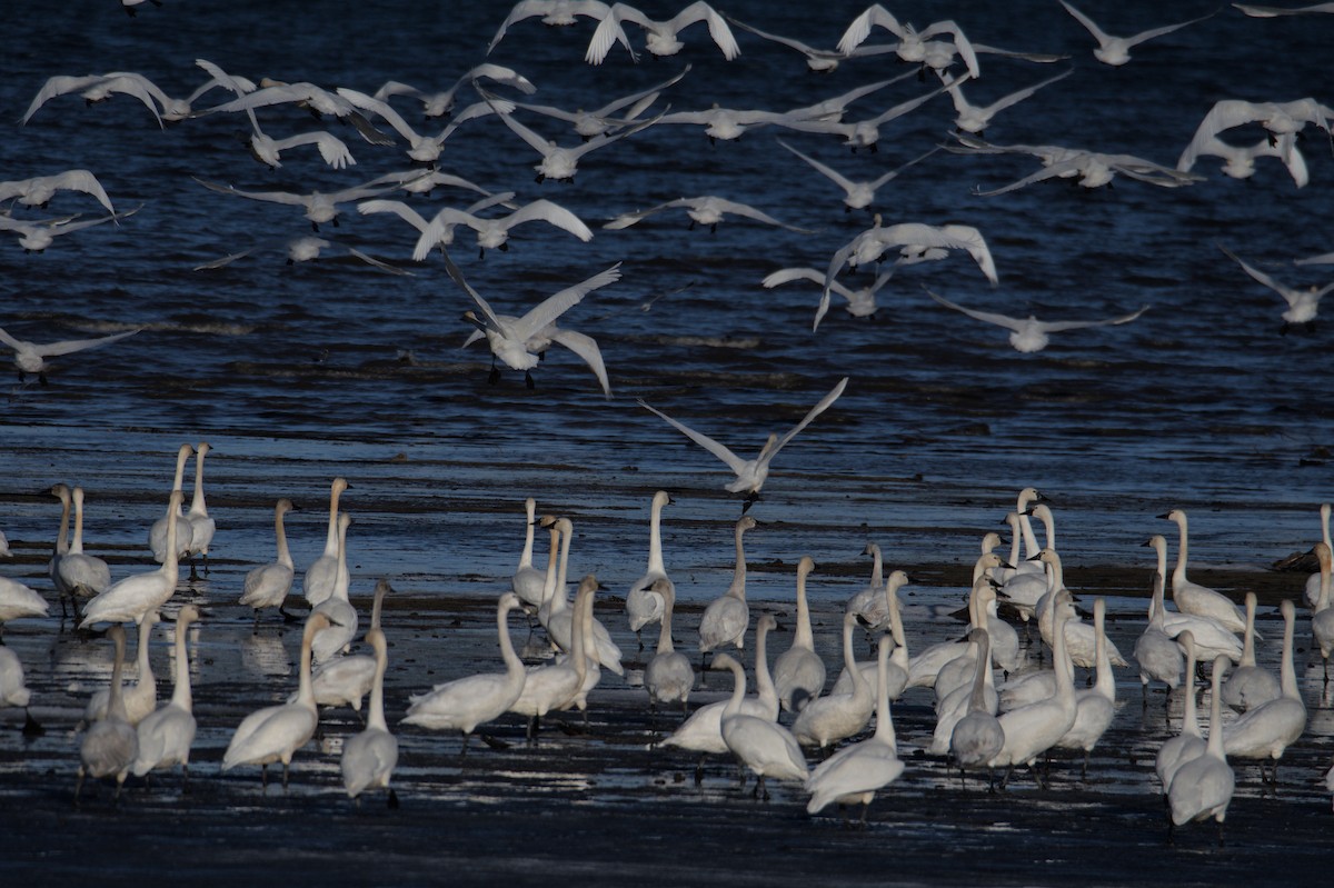 Tundra Swan - ML508920161