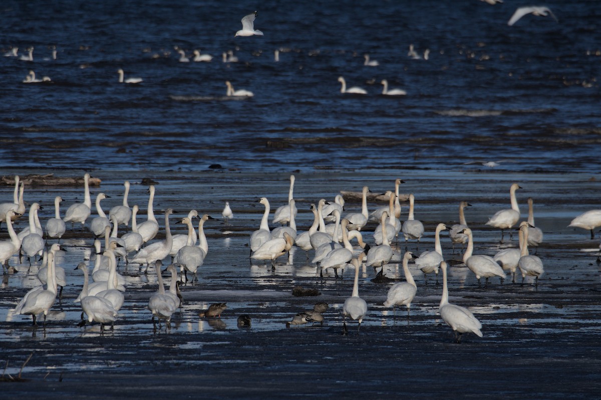 Tundra Swan - ML508920181