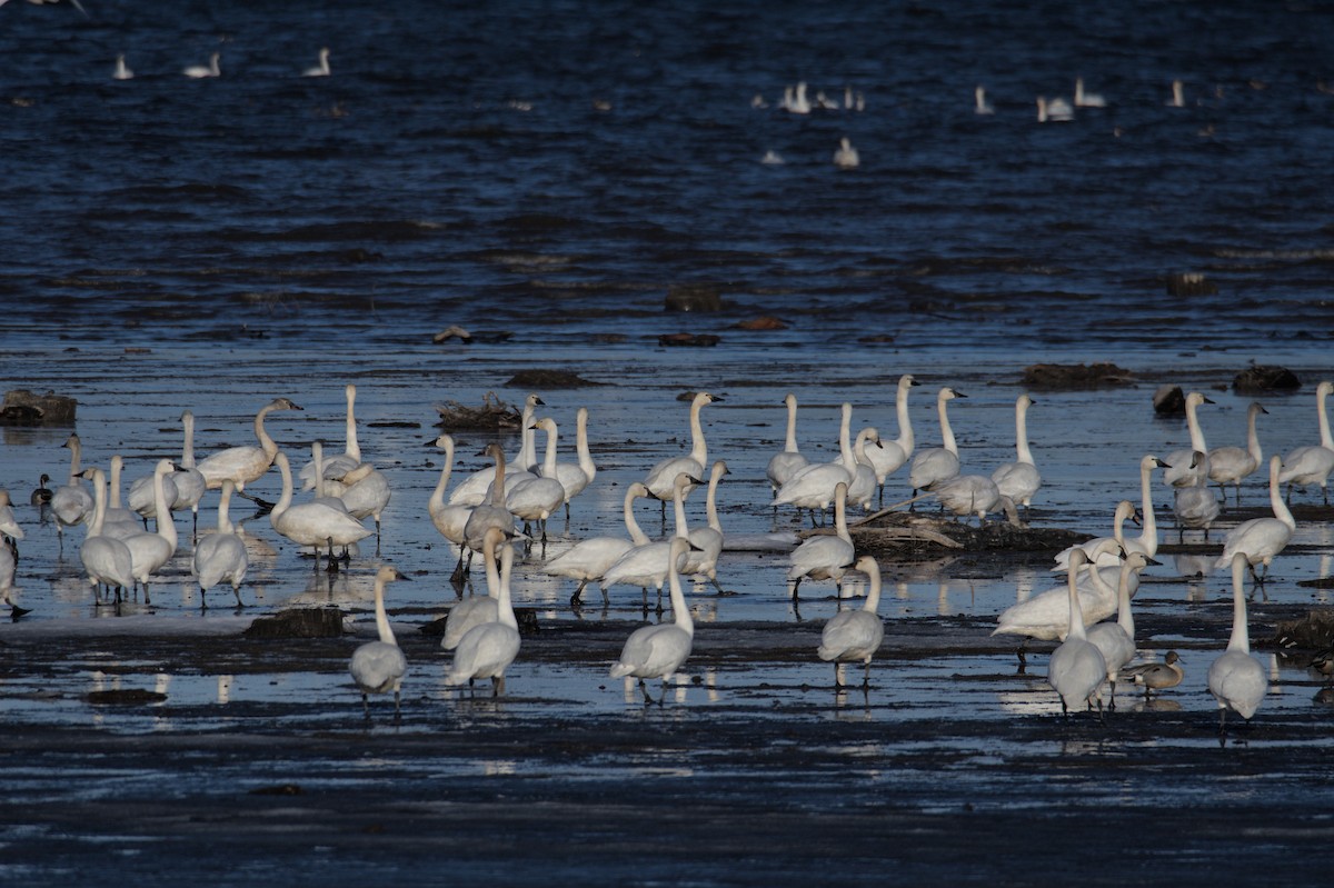 Tundra Swan (Bewick's) - ML508920541