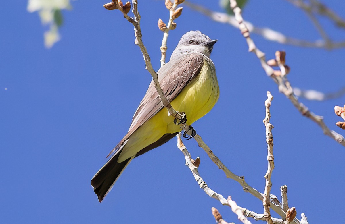 Western Kingbird - ML508922051