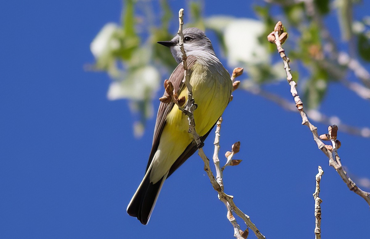 Western Kingbird - ML508922071