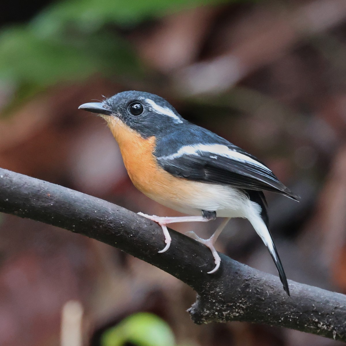 Rufous-chested Flycatcher - ML508923211