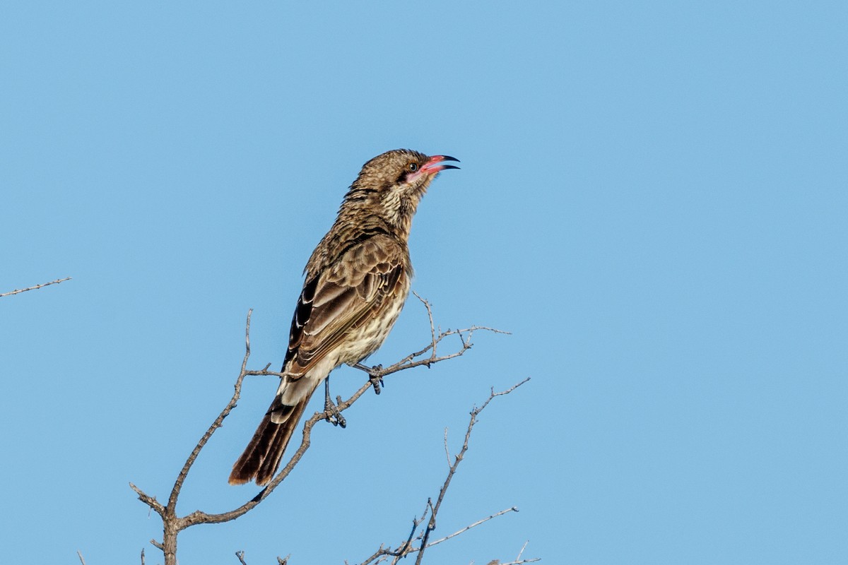 Spiny-cheeked Honeyeater - ML508923901