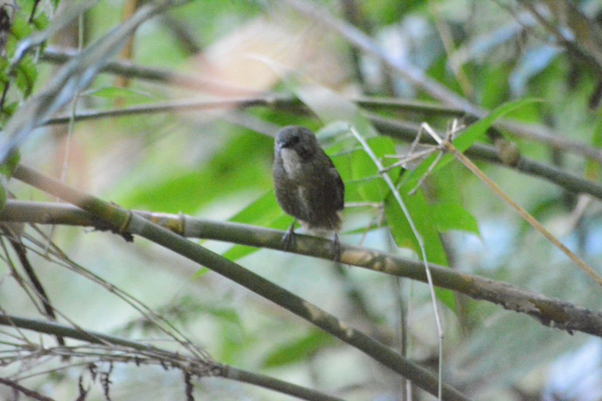 Spelaeornis sp. - ML508924991