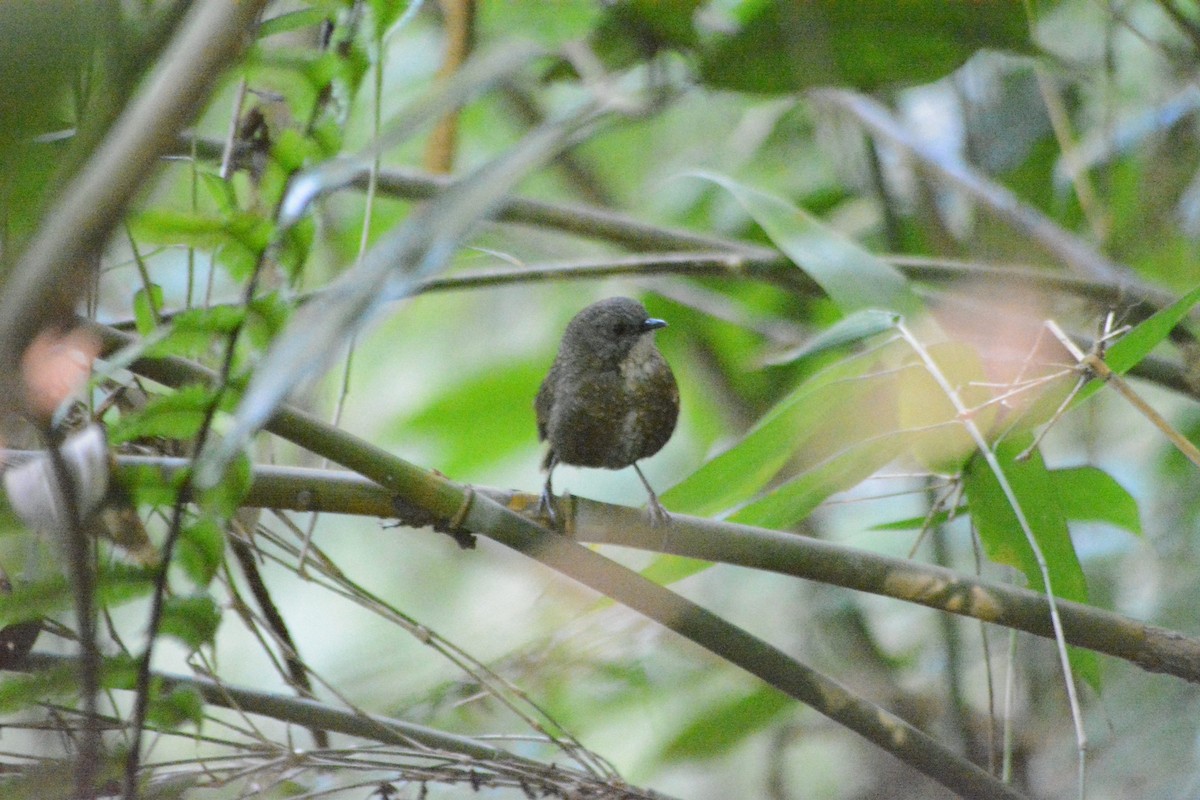 Spelaeornis sp. - ML508925011