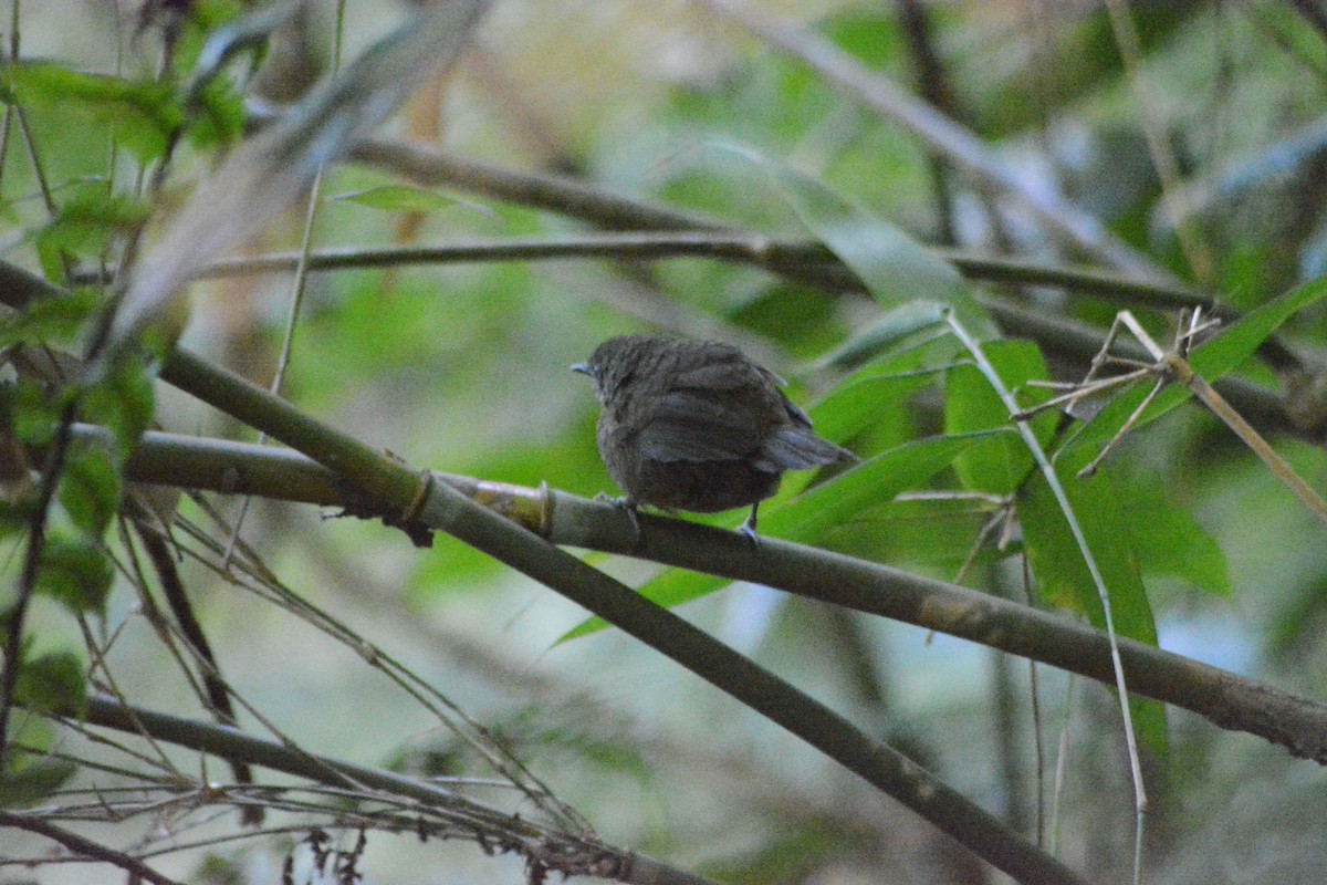 Spelaeornis sp. - ML508925021