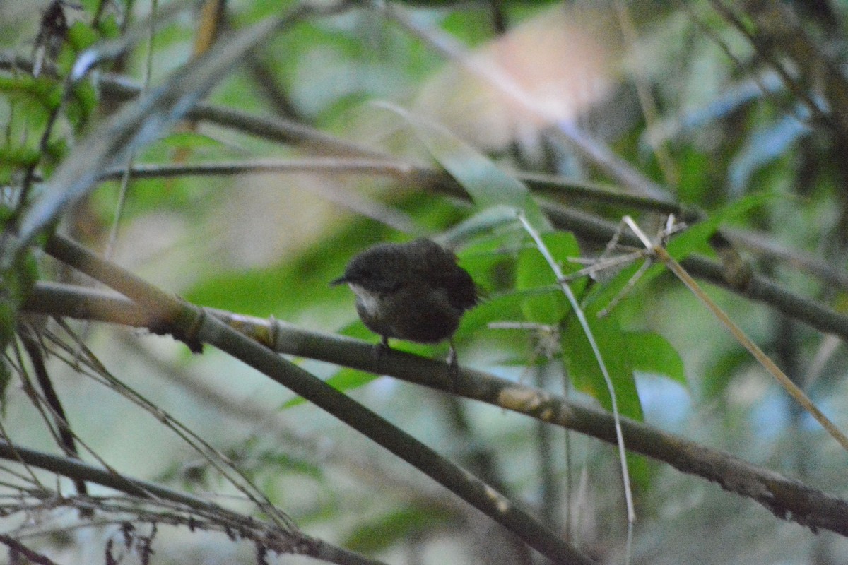 Spelaeornis sp. - ML508925041