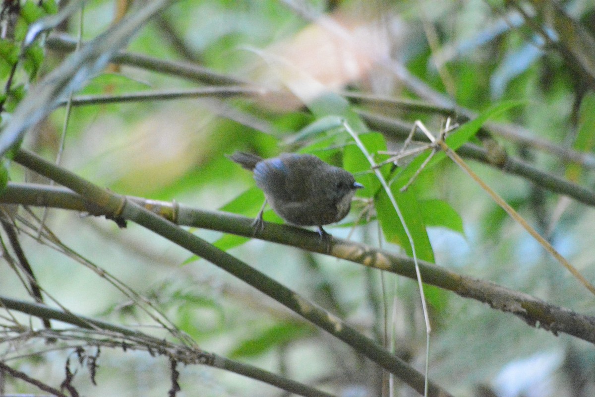 Spelaeornis sp. - ML508925051