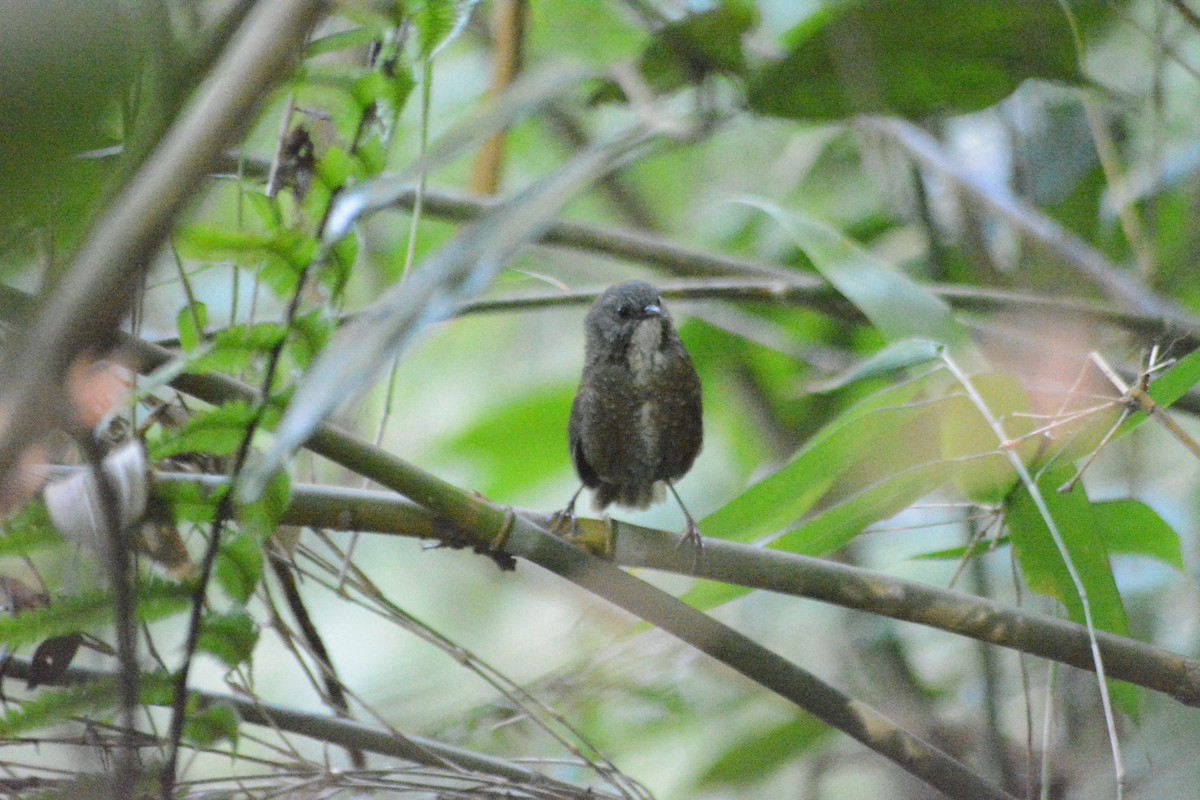 Spelaeornis sp. - ML508925061