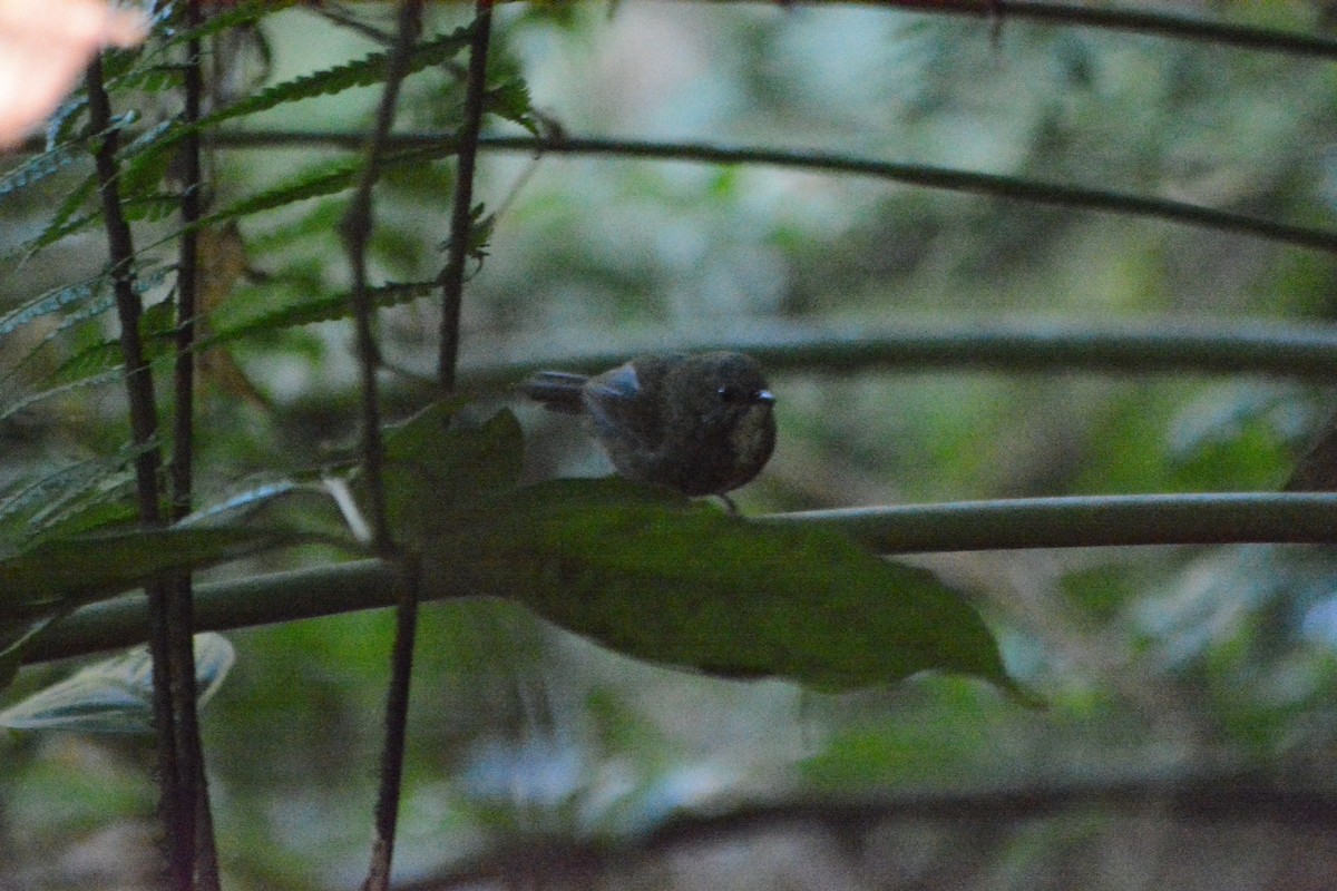 Spelaeornis sp. - ML508925071