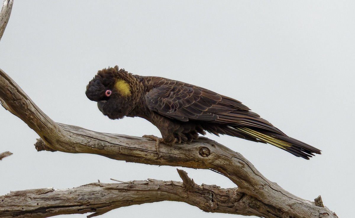 Cacatúa Fúnebre Coliamarilla - ML508925081