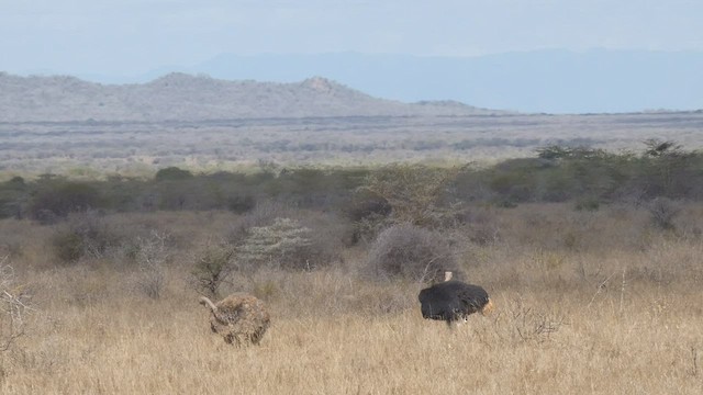 Common Ostrich - ML508925091