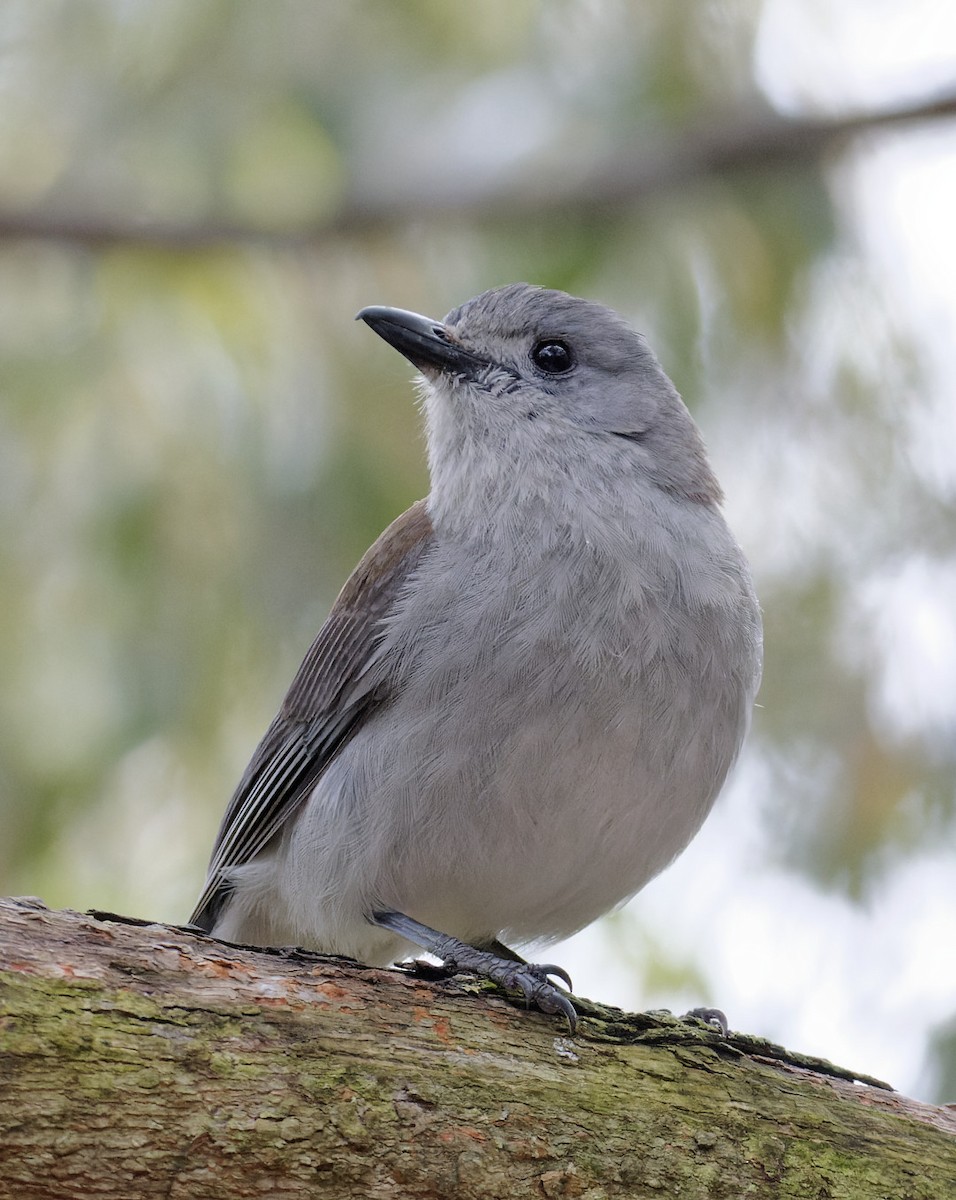 Gray Shrikethrush - ML508925111