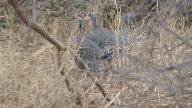 Helmeted Guineafowl - ML508925131