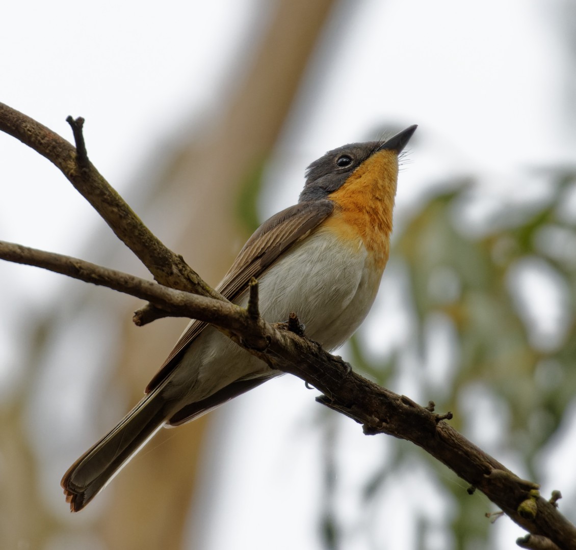 Satin Flycatcher - ML508925151