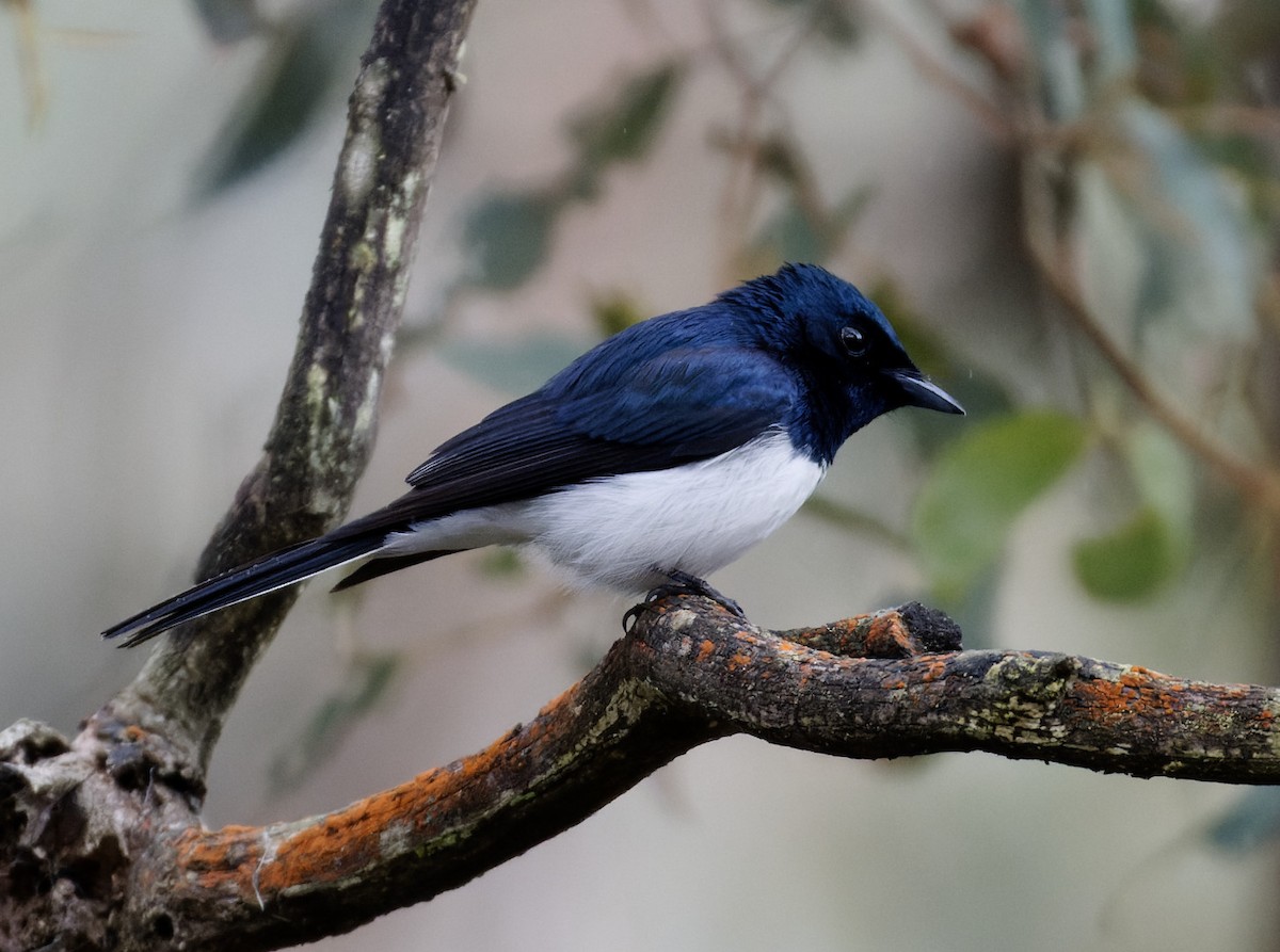 Satin Flycatcher - ML508925161