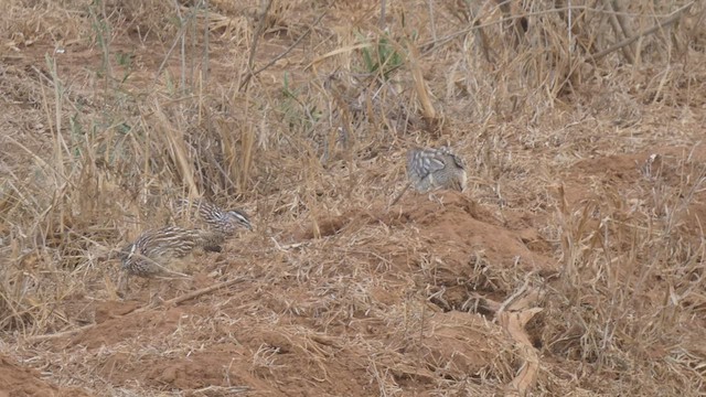 Crested Francolin - ML508925181