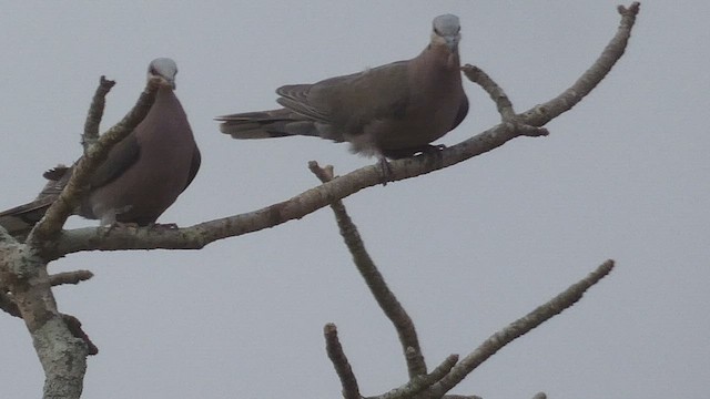 Red-eyed Dove - ML508925281