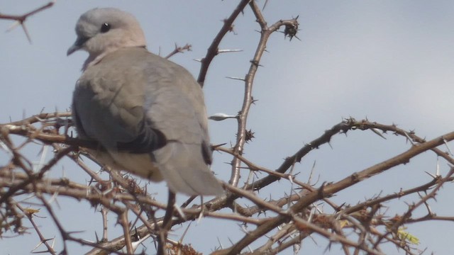 Ring-necked Dove - ML508925301