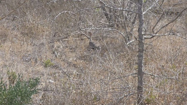 Buff-crested Bustard - ML508925431