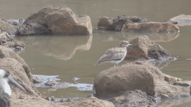 Water Thick-knee - ML508925461