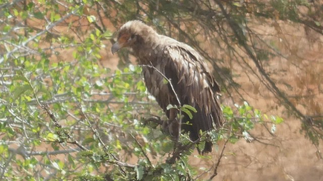 Palm-nut Vulture - ML508925811