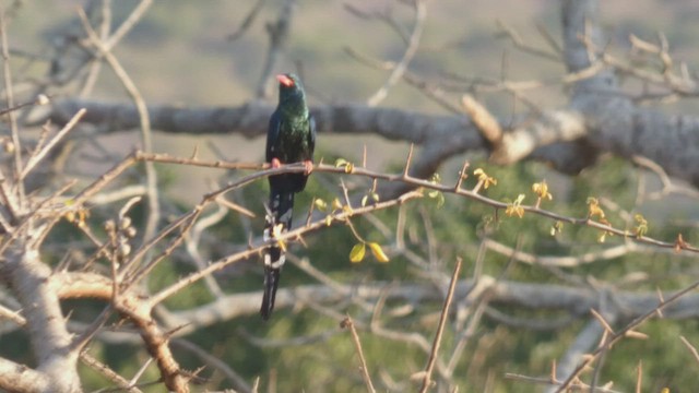 Green Woodhoopoe - ML508926041