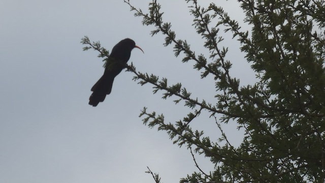 Abyssinian Scimitarbill - ML508926071