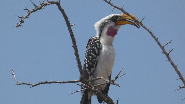 Eastern Yellow-billed Hornbill - ML508926131