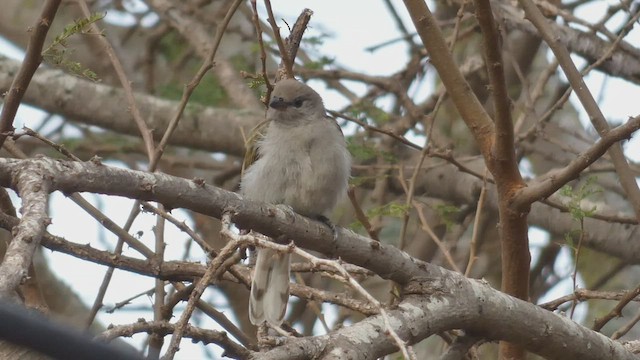 Pallid Honeyguide - ML508926271