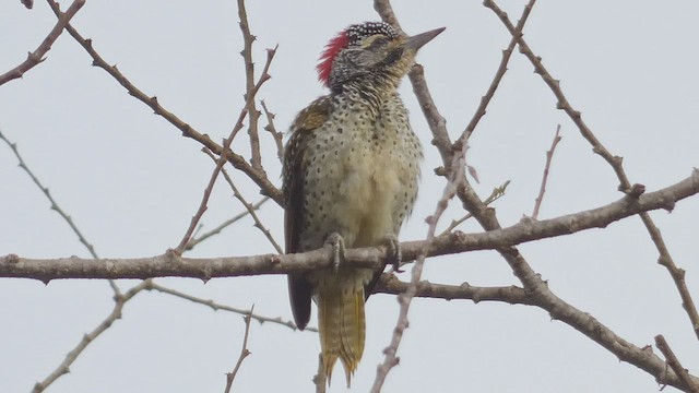 Nubian Woodpecker - ML508926331