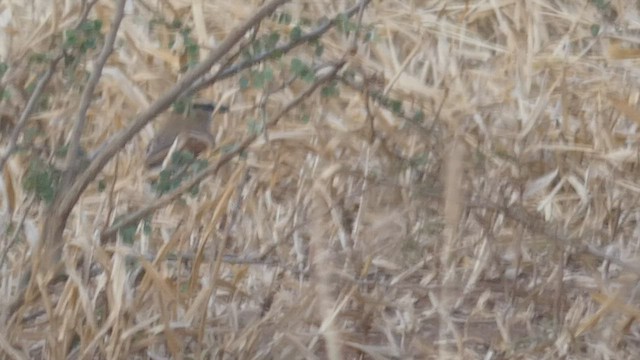 Black-crowned Tchagra - ML508926461